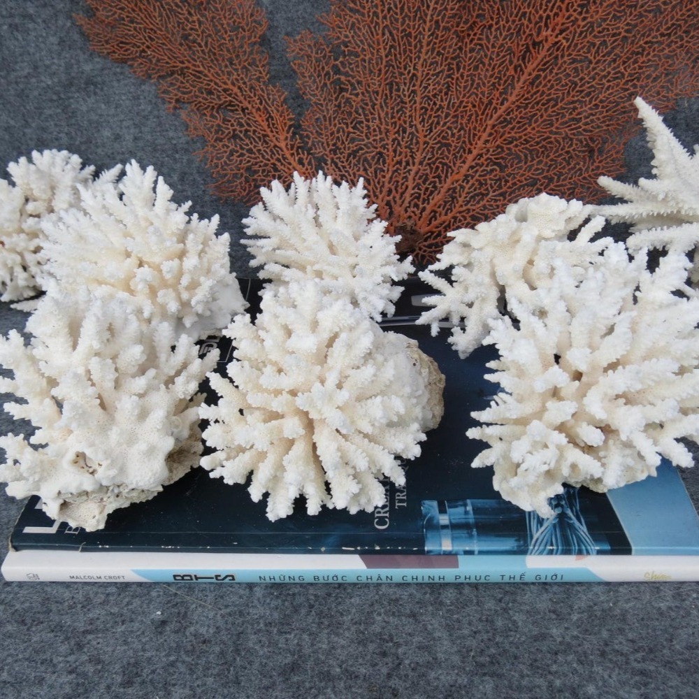 1 шт. Натуральный белый коралл – обзор и цена Marine Aquarium & Regional Centre Photos