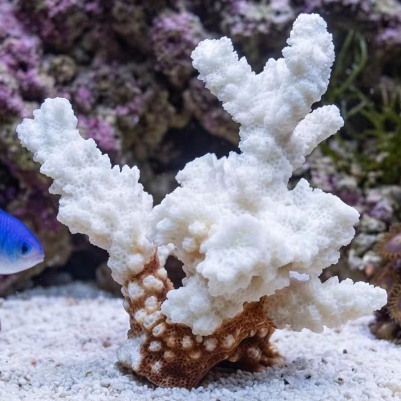 1 шт. Натуральный белый коралл – обзор и цена Marine Aquarium & Regional Centre Photos